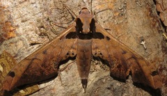 Adhemarius sexoculata