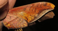 Adhemarius sexoculata