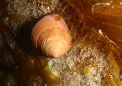 Calliostoma zizyphinum