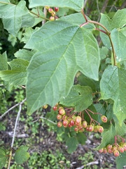 Viburnum