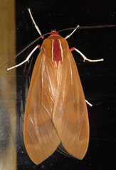 Amastus coccinator