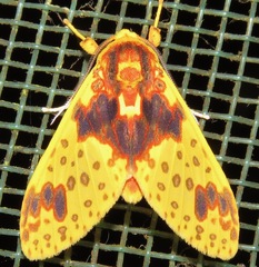 Amaxia osmophora