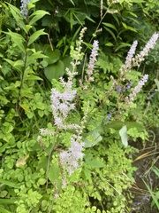 Astilbe microphylla