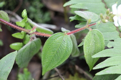 Chaetogastra ciliaris