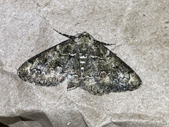 Cleorodes lichenaria
