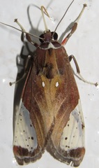 Bertholdia