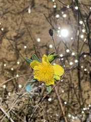Hypericum kalmianum