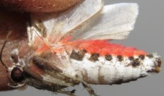 Bertholdia
