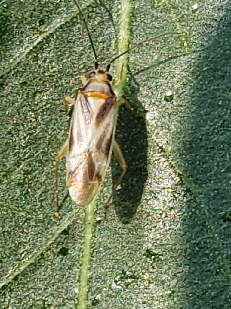 Orthotylus lateralis
