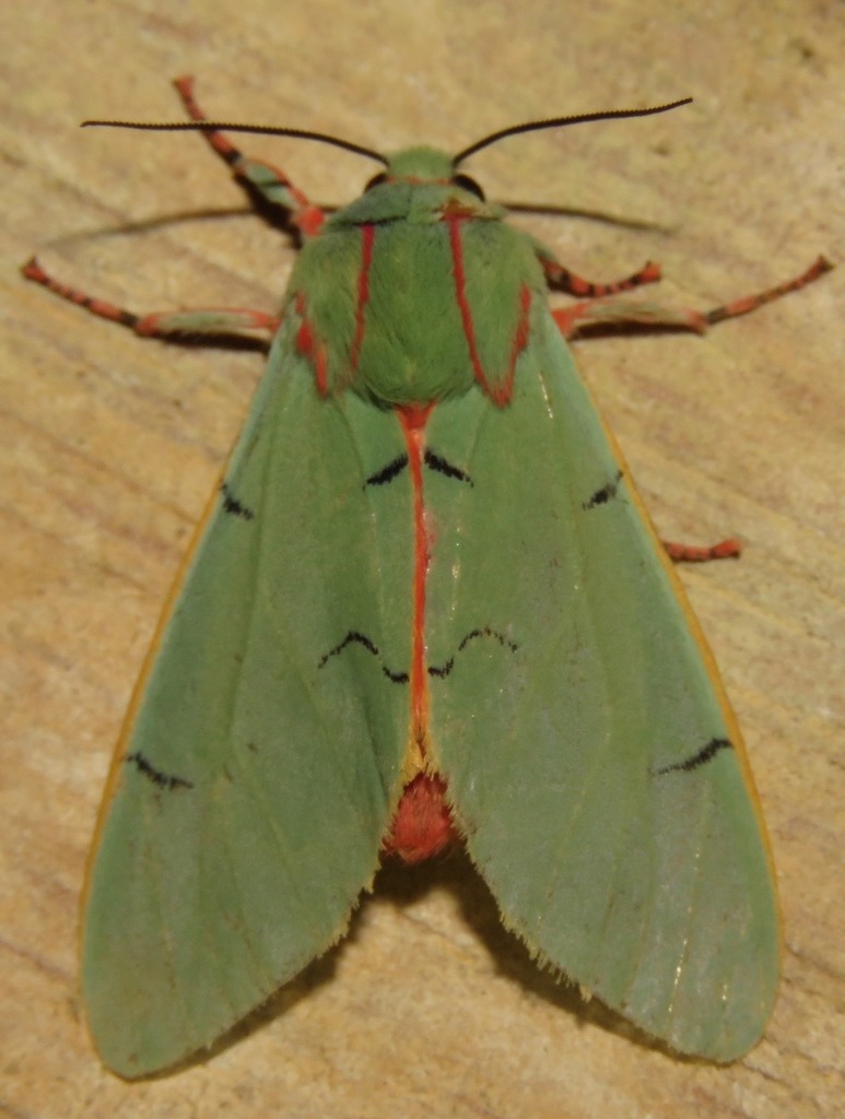 Chlorhoda thoracica