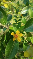Mandevilla subsagittata