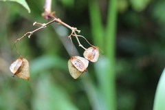 Begonia meridensis