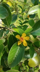 Mandevilla subsagittata