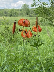 Lilium michiganense