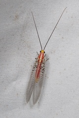 Italochrysa
