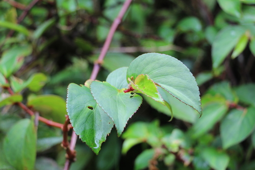 Begonia meridensis, photograph 1