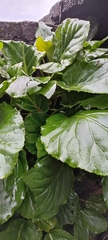 Bergenia stracheyi