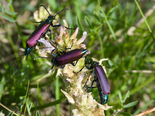 Nuttall's blister beetle photo 2