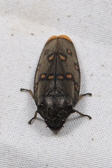 Phymatostetha dorsivitta