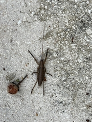 Nesoecia nigrispina