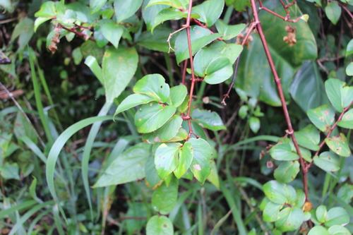 Begonia meridensis, photograph 2