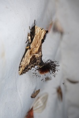 Dudusa sphingiformis