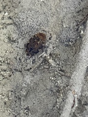 Laccophilus maculosus