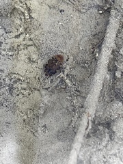 Laccophilus maculosus