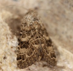 Protoschinia nuchalis