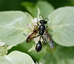 Isodontia auripes
