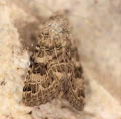 Protoschinia nuchalis