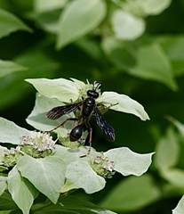Isodontia auripes