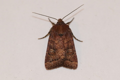 Pseudorthodes irrorata