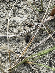 Ochterus