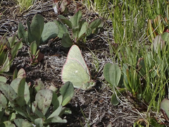 Colias behrii