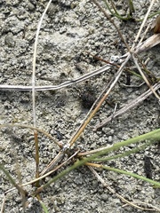 Ochterus