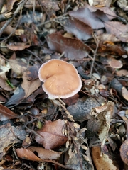 Cortinarius saturniorum