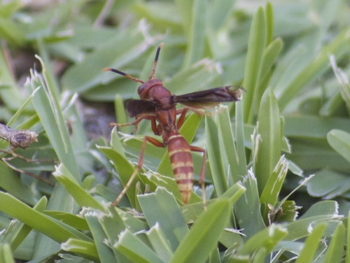 Polistes mexicanus