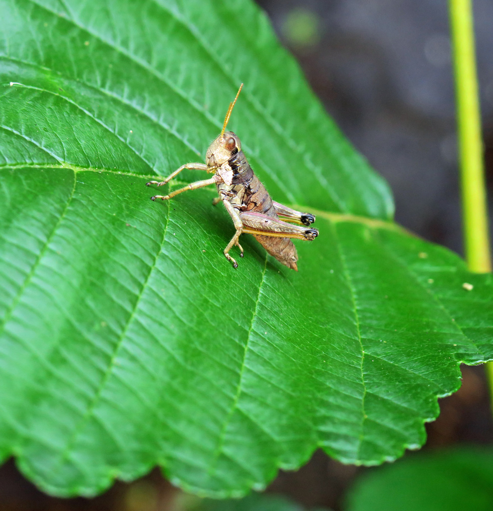 Marys Peak Wingless Grasshopper