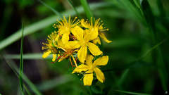 Hypericum perforatum