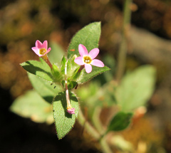 Collomia heterophylla