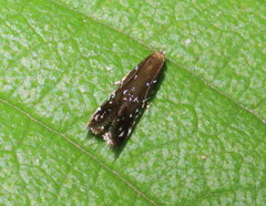 Strobisia iridipennella