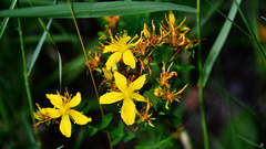 Hypericum perforatum