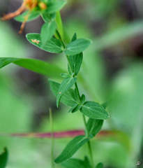 Hypericum perforatum
