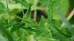 Hypericum perforatum