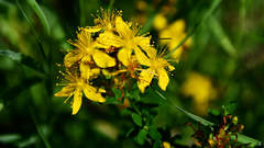 Hypericum perforatum