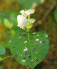 Phyllostictaceae