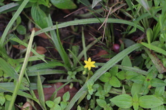 Hypoxis decumbens