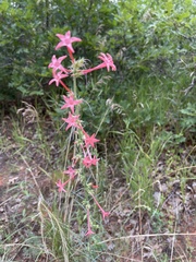 Ipomopsis aggregata collina