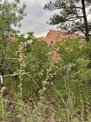 Ipomopsis aggregata collina